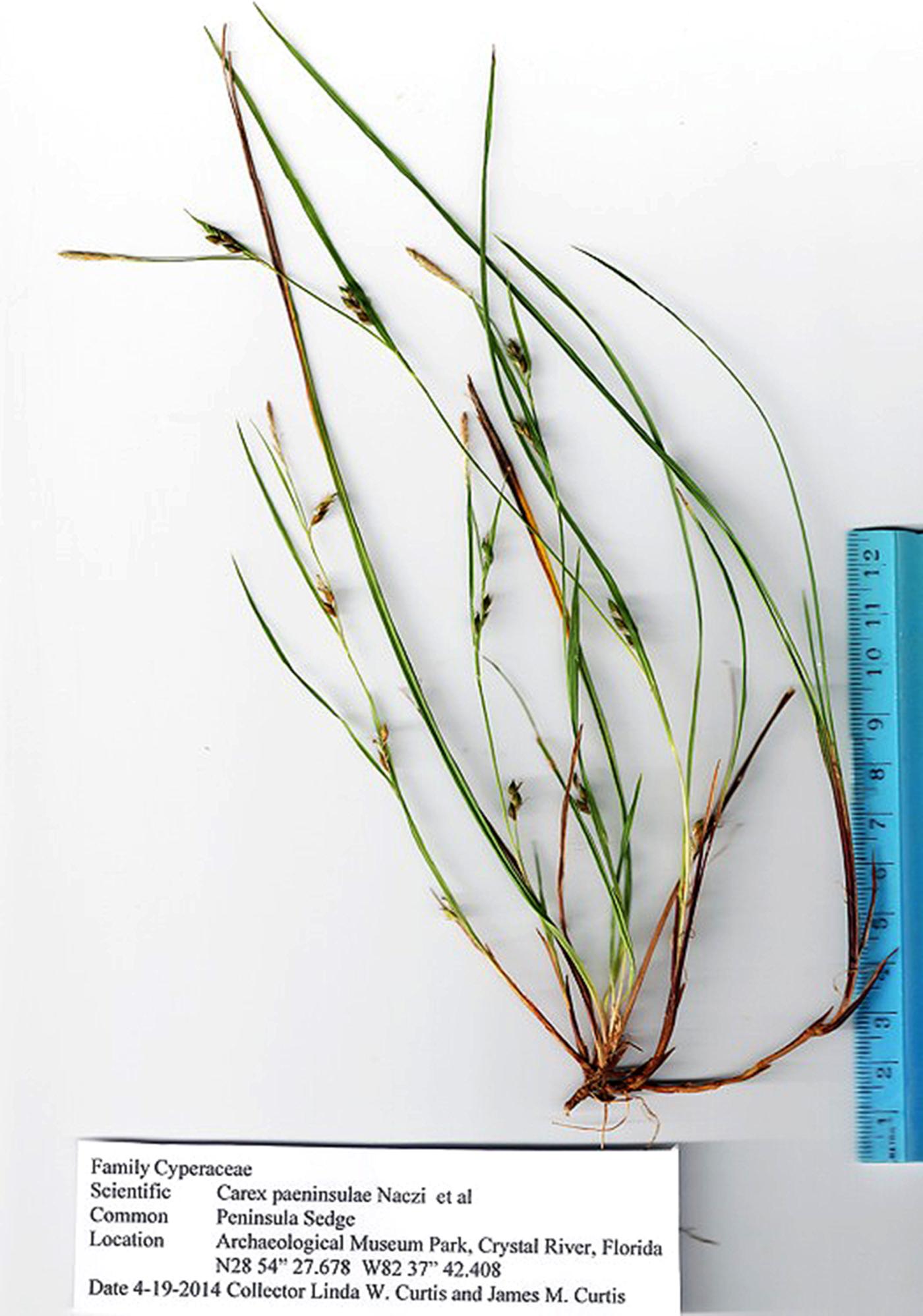 Carex paeninsulae image